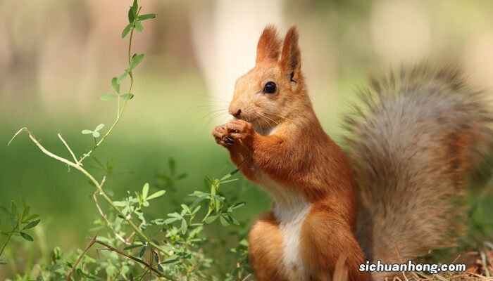 松鼠怎么过冬的方式 松鼠怎么过冬
