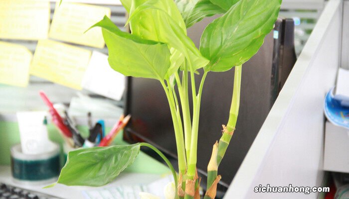 刚剪下来的绿萝应该怎样水培 如何水培绿萝