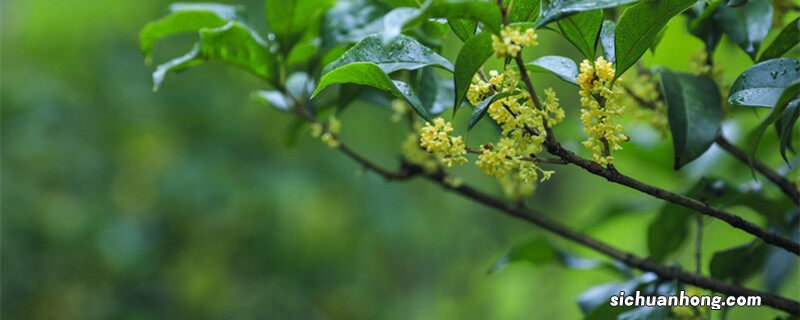 一年四季都开的花 九月份开花的植物