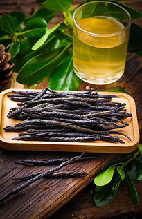 大叶苦丁茶什么人不能喝