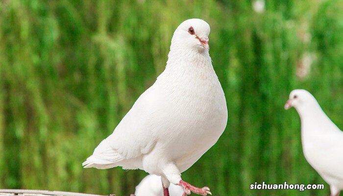 观赏鸽品种十大排行 观赏鸽品种