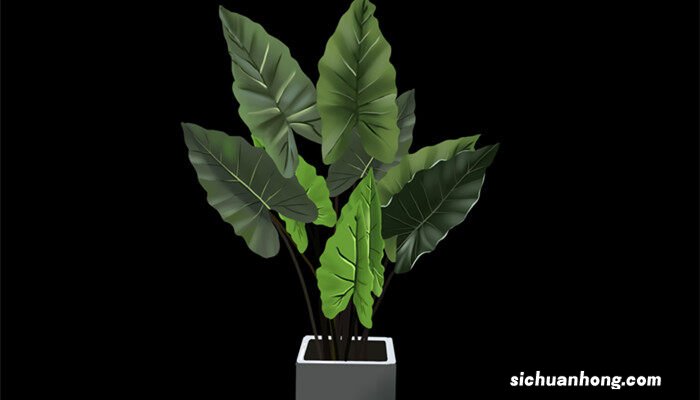 水培滴水观音怎么养才能更旺盛 滴水观音怎么养才能更旺盛