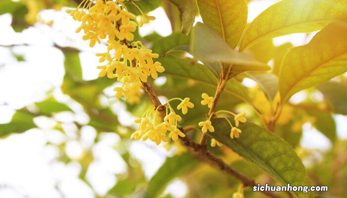 桂花雅称大全 桂花雅称