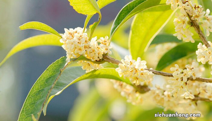桂花雅称大全 桂花雅称