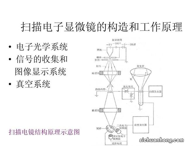 格力犬喂什么粗粮