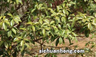 盆栽桂花枝叶干枯怎么办 桂花叶子干枯怎么办