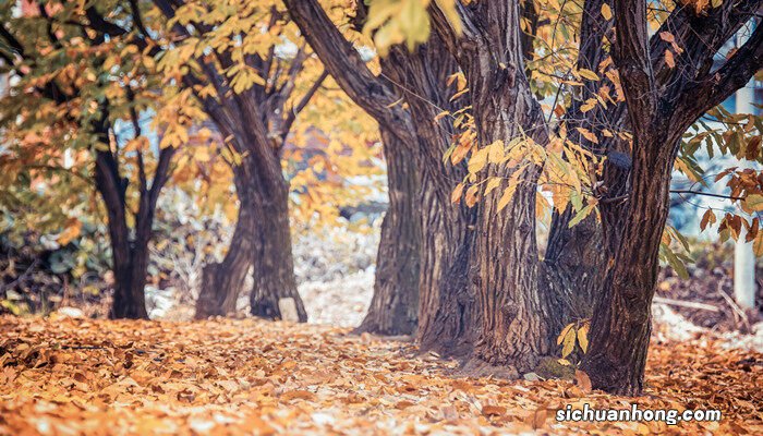 银杏为什么被称为活化石 银杏活化石是什么意思