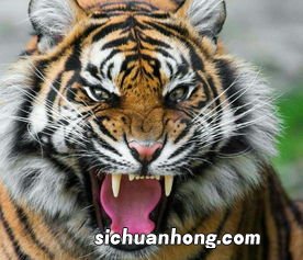 仿天丝面料服装怎么洗涤