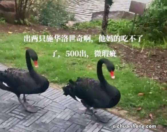 不刀是什么梗 不刀是什么意思