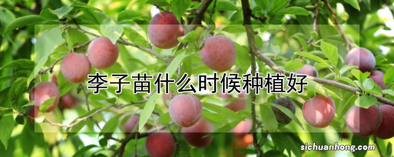 李子苗什么时候种植好