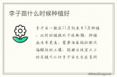 李子苗什么时候种植好