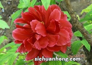 什么人不能喝牡丹花茶