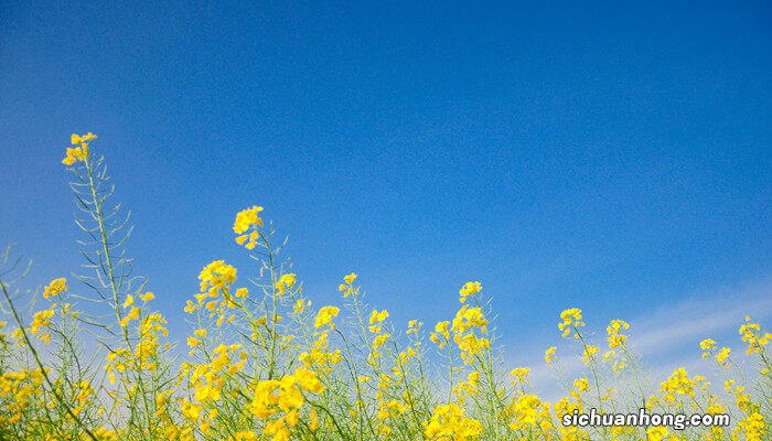 发芽的种子 秋天后才发芽的种子有哪些