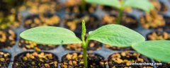 植物怎样传播种子的 植物怎样传播种子