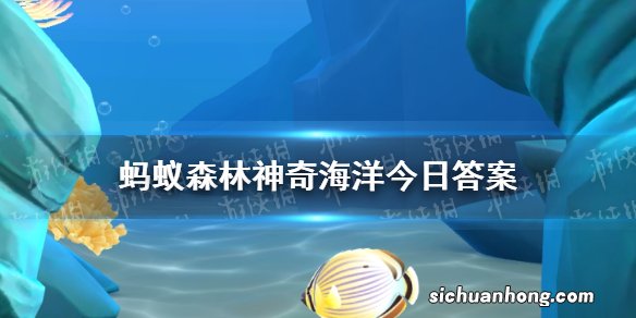 神奇海洋海螺10.15答案 支付宝神奇海洋海螺有眼睛吗