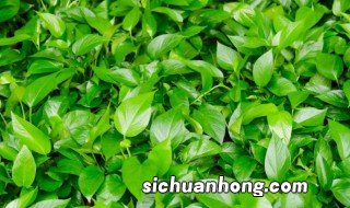 冬天屋里没暖气绿萝怎么保存 没有暖气绿萝怎么过冬