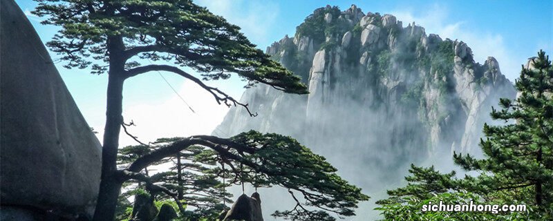 松树的叶子叫什么名字 松树的叶子叫什么