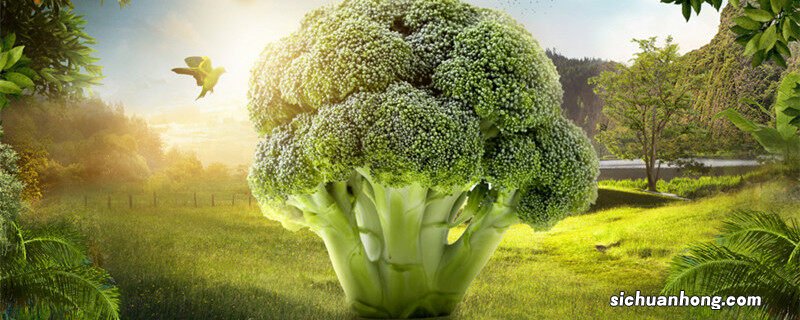 西兰花最晚几月份播种 西兰花10月份可以种植吗