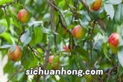 蓝莓有哪些保健功效?蓝莓的保健作用有哪些?