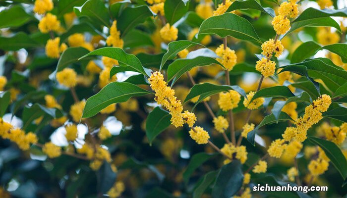 桂花树图片 杭州市的市花是什么