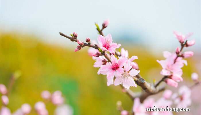 霜叶红于二月花指的是什么花 二月花指的是什么花