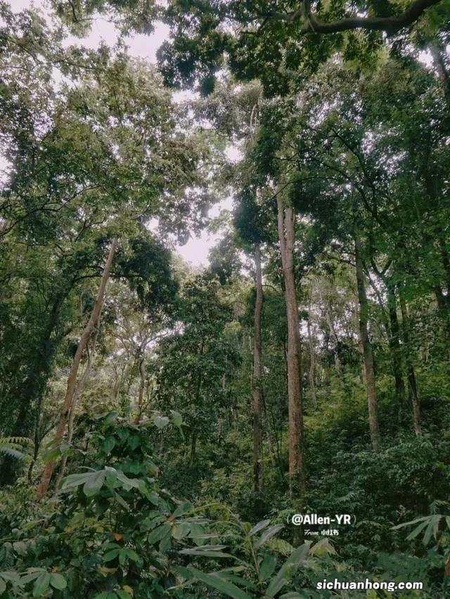 西双版纳,左手老挝冰咖啡,右手榴莲菠萝蜜,火过三亚真的不简单