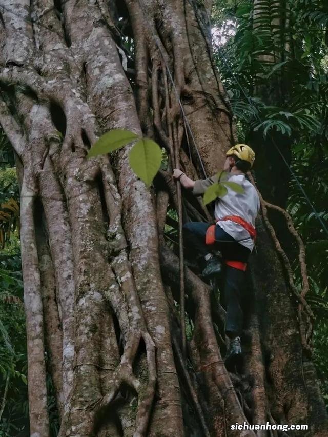 西双版纳,左手老挝冰咖啡,右手榴莲菠萝蜜,火过三亚真的不简单