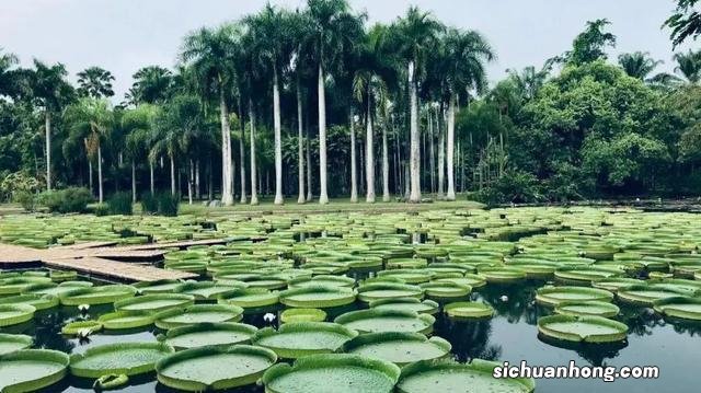 西双版纳,左手老挝冰咖啡,右手榴莲菠萝蜜,火过三亚真的不简单