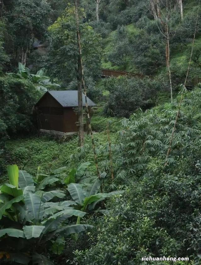 西双版纳,左手老挝冰咖啡,右手榴莲菠萝蜜,火过三亚真的不简单