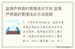 盆栽芦笋苗的管理浇水方法 盆栽芦笋苗的管理浇水方法视频