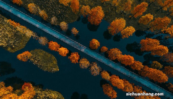 称为活化石的树是什么树种 称为活化石的树是什么树