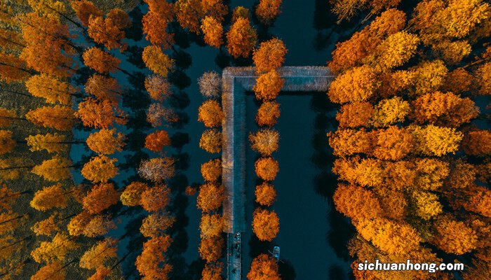 称为活化石的树是什么树种 称为活化石的树是什么树