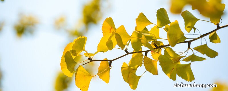 称为活化石的树是什么树种 称为活化石的树是什么树