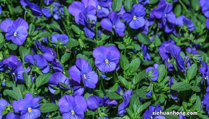 10月份开花的有什么花 10月份开花的植物有哪些