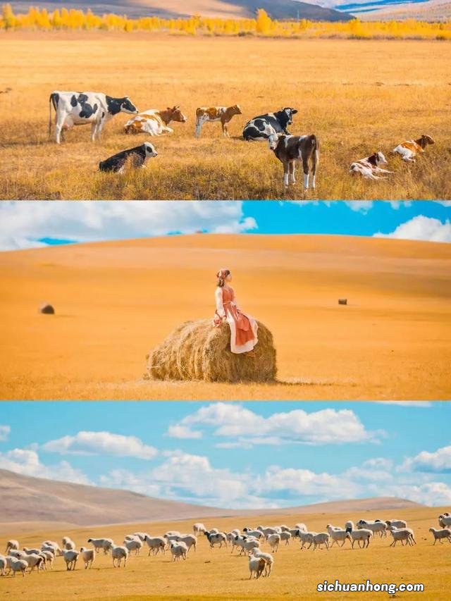 内蒙,打卡秋日绝美大草原,get《亲爱的客栈》同款目的地