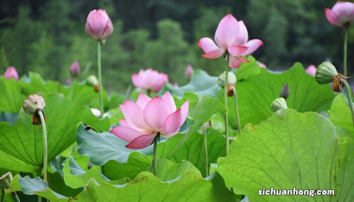 碗莲种植三大忌讳 碗莲10月份种可以吗