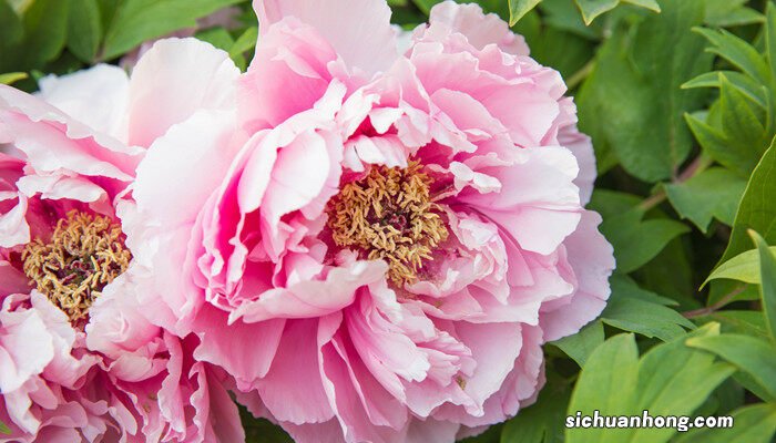 牡丹在什么季节开花? 牡丹在什么季节开花