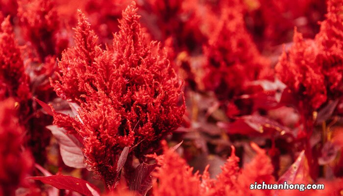 家里种鸡冠花风水好不好 鸡冠花怎么养