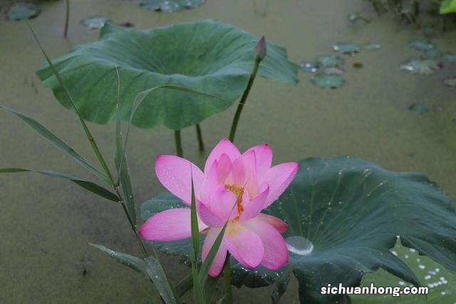 年假有工资拿吗