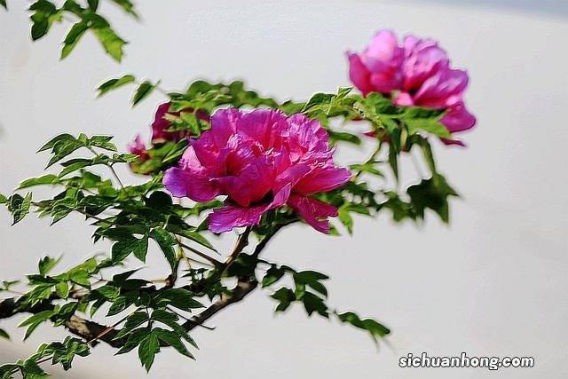 年假有工资拿吗