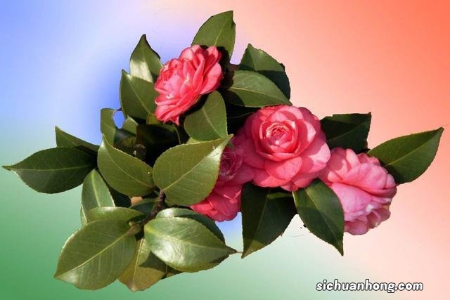 年假有工资拿吗