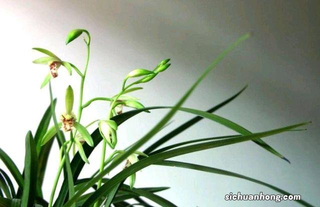 年假有工资拿吗