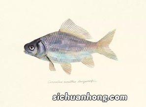 狗六合生肖是什么属相