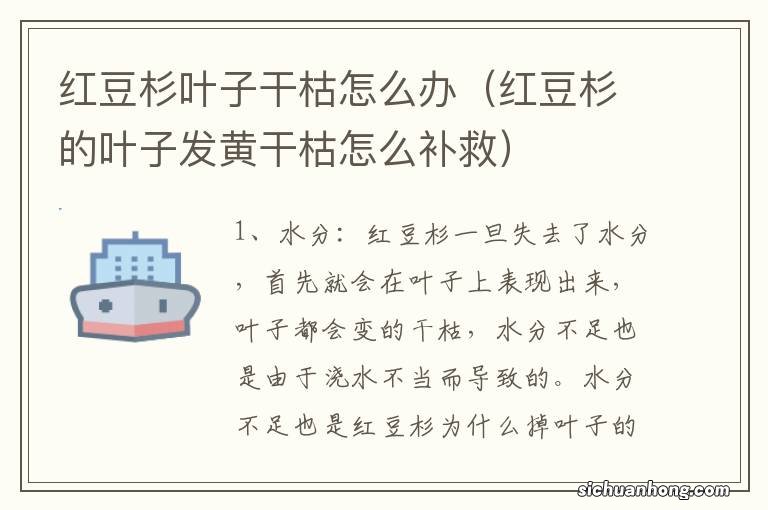 红豆杉的叶子发黄干枯怎么补救 红豆杉叶子干枯怎么办