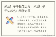 米兰叶子干枯怎么办，米兰叶子干枯怎么办用什么药