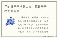 花的叶子干枯怎么办，花叶子干枯怎么回事