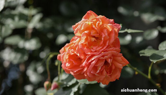 十月份种月季花苗能种活吗 十月份月季花能栽活吗