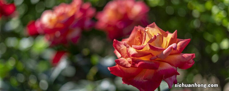 十月份种月季花苗能种活吗 十月份月季花能栽活吗