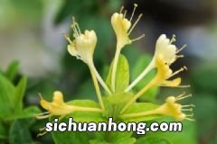 菊花茶加什么泡好喝？菊花茶怎么搭配好？