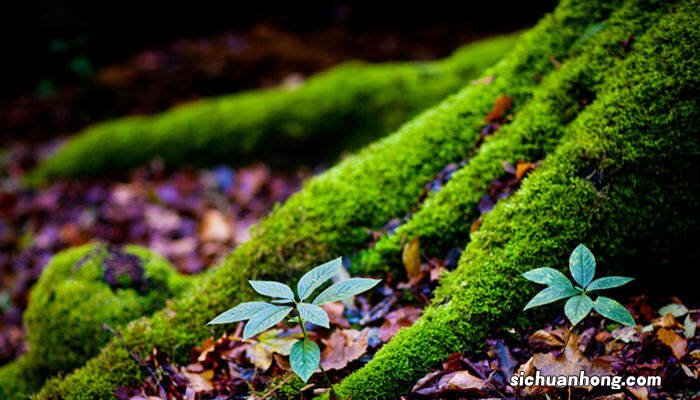 砖上的绿苔藓怎么去掉视频 砖上的绿苔藓怎么去掉